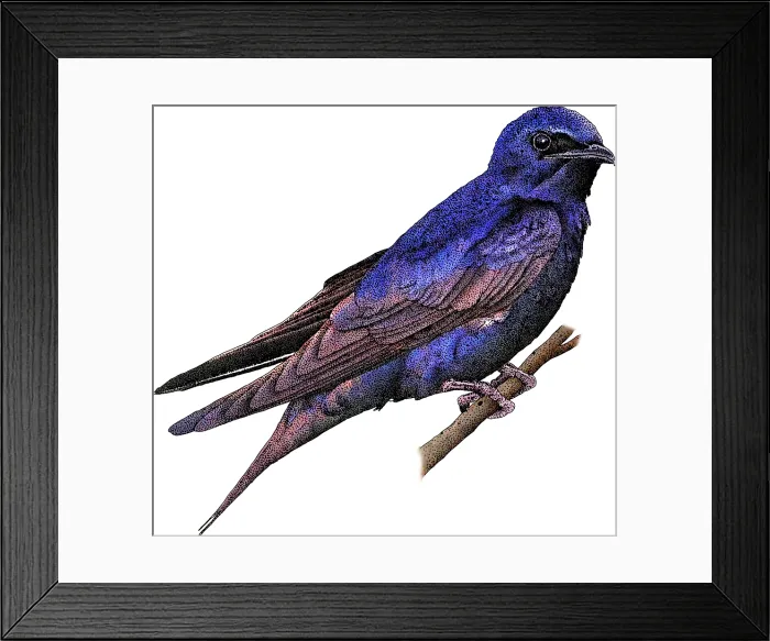 Framed Print : Purple Martin, Progne subis, Illustration Framed Print : Purple Martin, Progne subis, Illustration