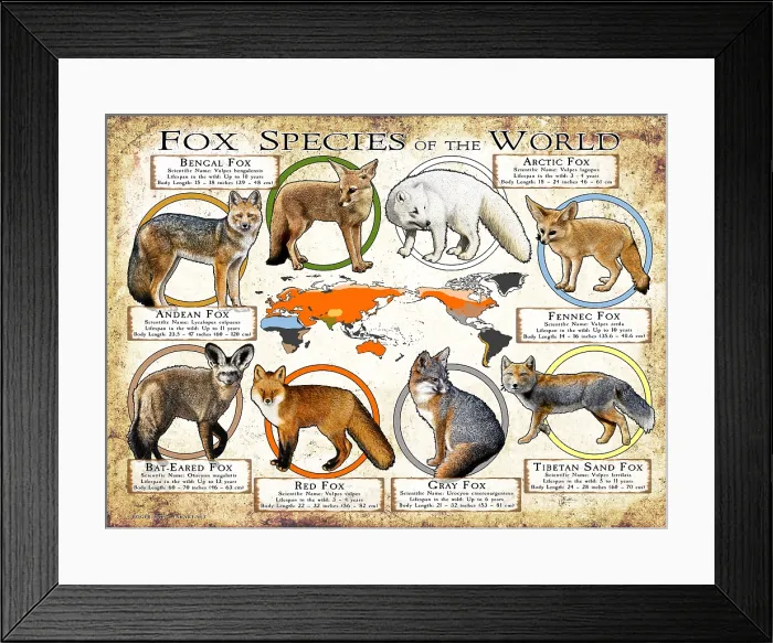 Framed Print : Fox Species of the World Framed Print : Fox Species of the World