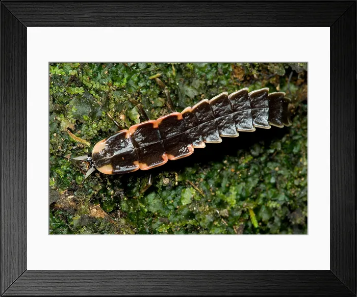 Framed Print : Firefly Larva Framed Print : Firefly Larva
