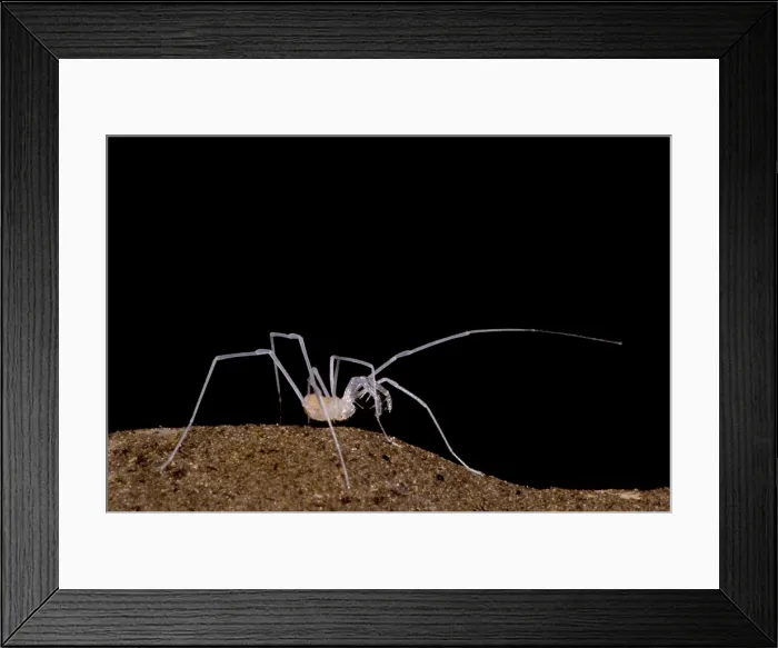 Framed Print : Harvestman Framed Print : Harvestman