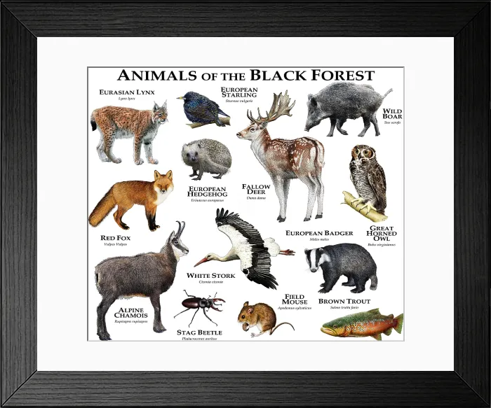 Framed Print : Animals of the Black Forest Framed Print : Animals of the Black Forest