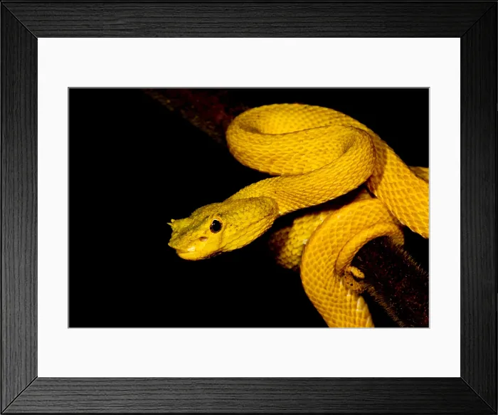 Framed Print : Eyelash Palm Pitviper Framed Print : Eyelash Palm Pitviper