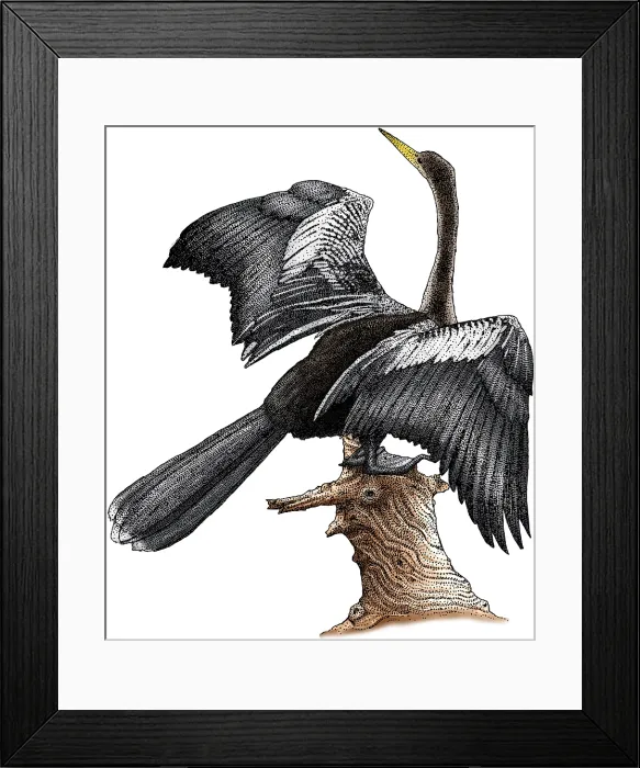 Framed Print : Anhinga, (Anhinga anhinga). Also known as the Snakebird Framed Print : Anhinga, (Anhinga anhinga). Also known as the Snakebird