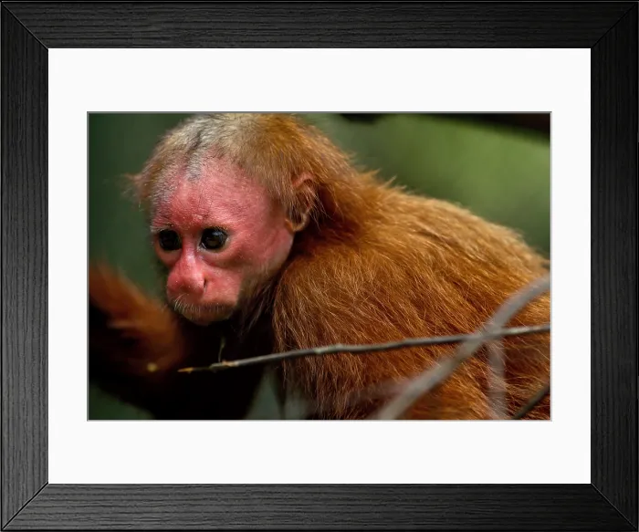 Framed Print : Bald Uakari Monkey Framed Print : Bald Uakari Monkey