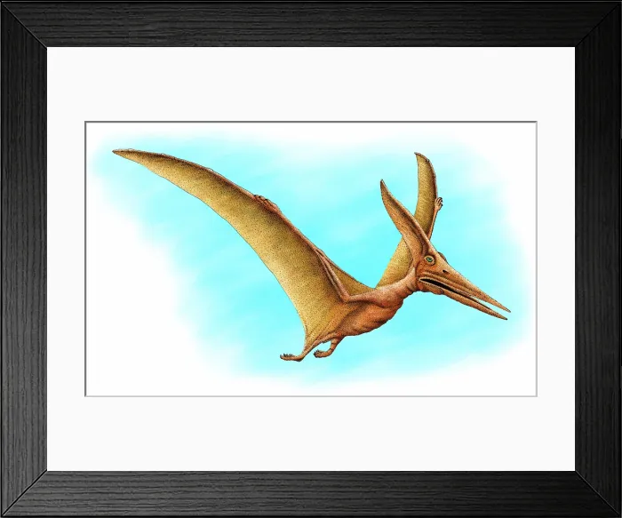 Framed Print : Pteranodon Framed Print : Pteranodon