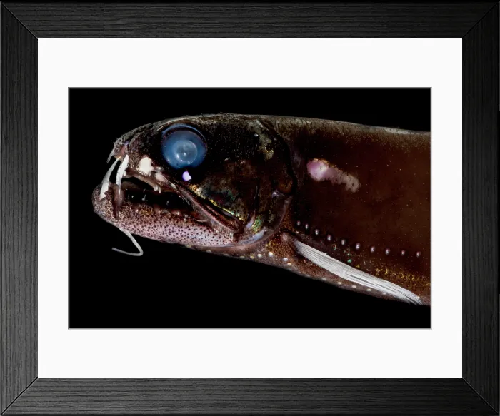 Framed Print : Dragonfish (Astronesthes oligoa) Framed Print : Dragonfish (Astronesthes oligoa)