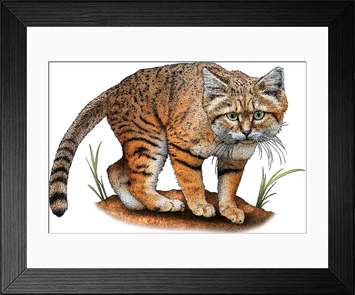 Framed Print : Arabian sand cat Framed Print : Arabian sand cat