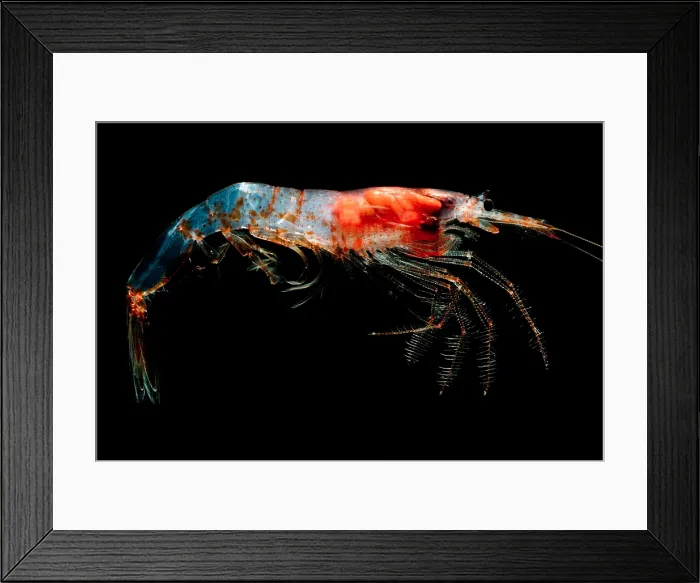 Framed Print : Oceanic Shrimp Framed Print : Oceanic Shrimp