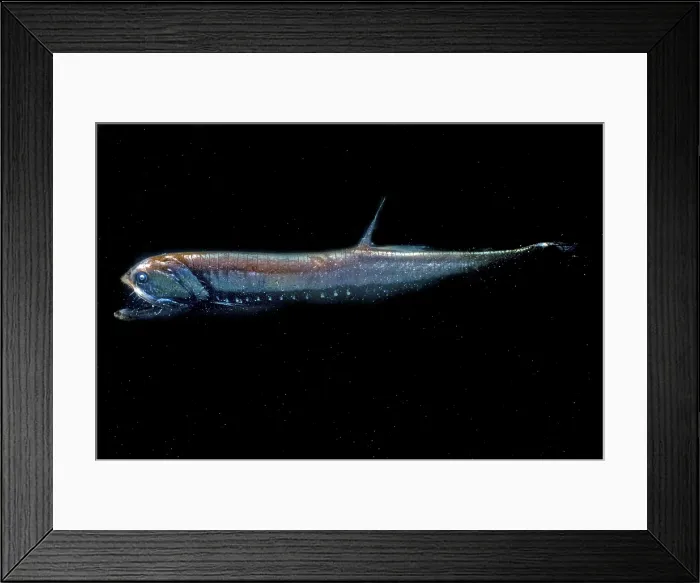 Framed Print : Elongated Loosejaw Framed Print : Elongated Loosejaw