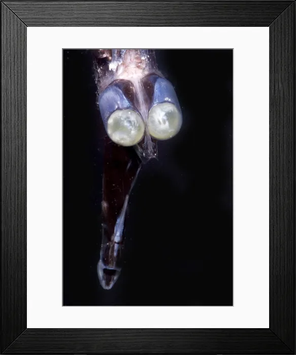 Framed Print : Tube-Eye. Stylephorus chordatus, a tube-eye of the family Stylephoridae, is a mesopelagic Framed Print : Tube-Eye. Stylephorus chordatus, a tube-eye of the family Stylephoridae, is a mesopelagic
