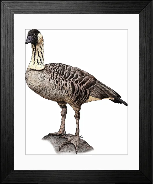 Framed Print : Hawaiian goose Framed Print : Hawaiian goose