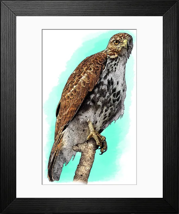 Framed Print : Broad Winged Hawk Framed Print : Broad Winged Hawk