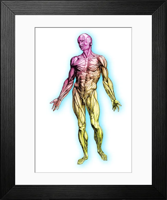 Framed Print : Human muscular system Framed Print : Human muscular system