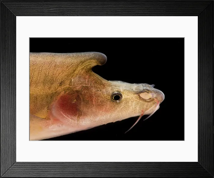 Framed Print : Tiled Golden-line Barbel (Sinocyclocheilus tilehornes) Framed Print : Tiled Golden-line Barbel (Sinocyclocheilus tilehornes)