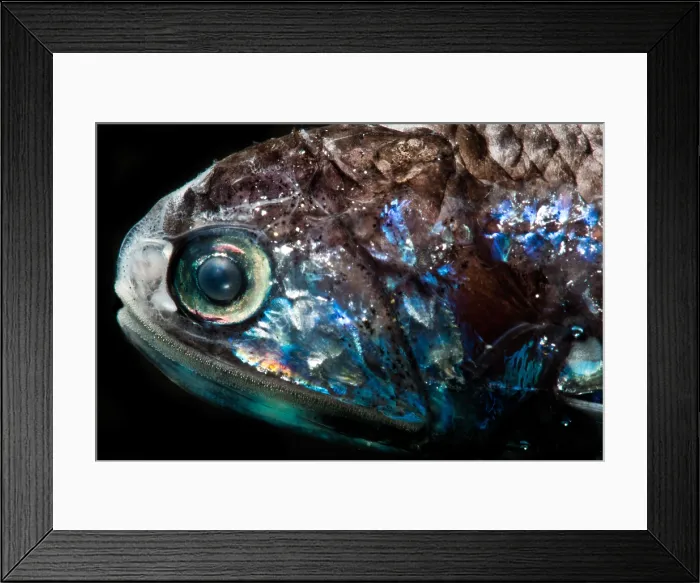 Framed Print : Problematic Lanternfish (Diaphus problematicus) Framed Print : Problematic Lanternfish (Diaphus problematicus)