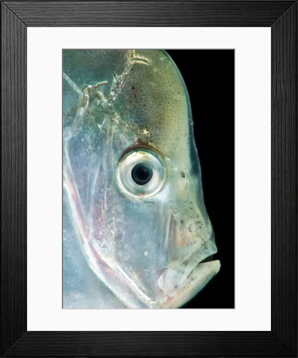 Framed Print : Atlantic Moonfish (Selene setapinnis)