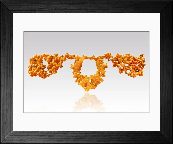 Framed Print : Immunoglobulin D, antibody Framed Print : Immunoglobulin D, antibody