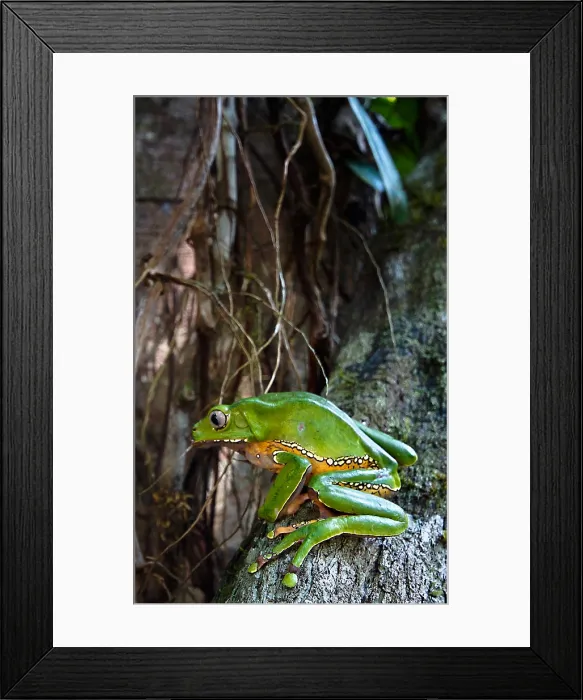 Framed Print : Giant monkey frog (Phyllomedusa bicolor) Framed Print : Giant monkey frog (Phyllomedusa bicolor)