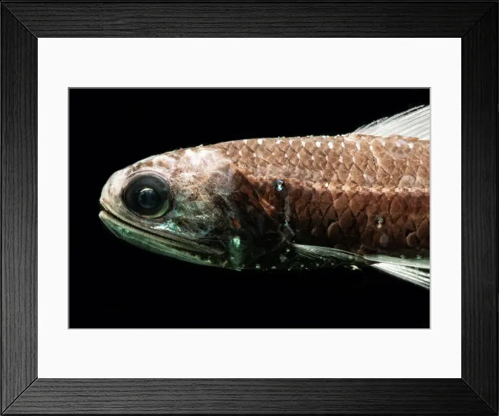 Framed Print : Lanternfish (Notoscopelus caudispinosus)