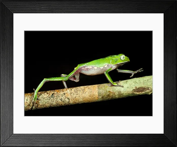 Framed Print : Vaillanti's Monkey Frog Framed Print : Vaillanti's Monkey Frog