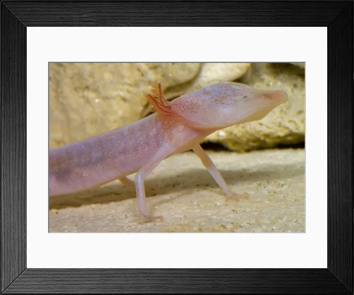Framed Print : Blind Salamander Framed Print : Blind Salamander
