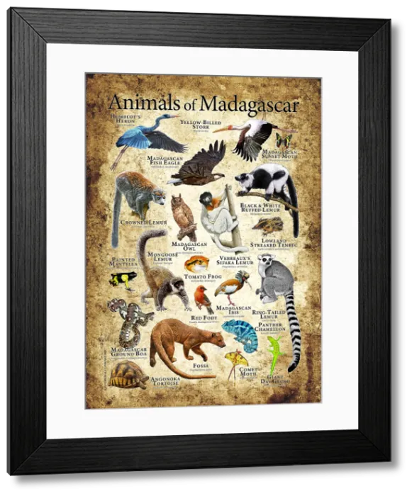 Framed Print : Animals of Madagascar Framed Print : Animals of Madagascar