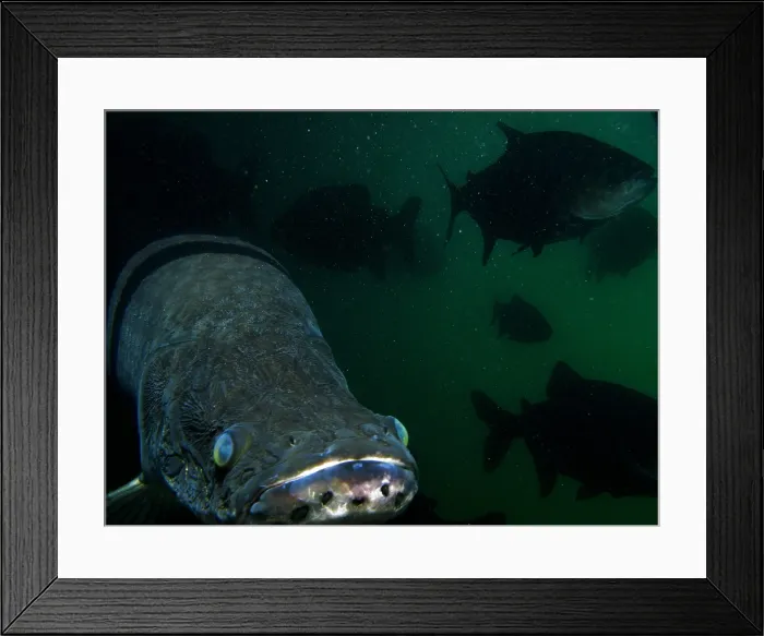 Framed Print : Pirarucu or Arapaima Framed Print : Pirarucu or Arapaima