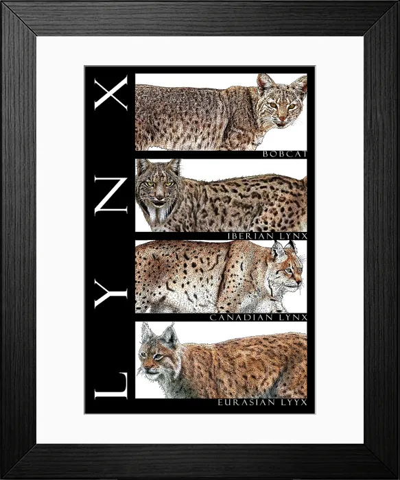 Framed Print : Lynxes, Poster Framed Print : Lynxes, Poster