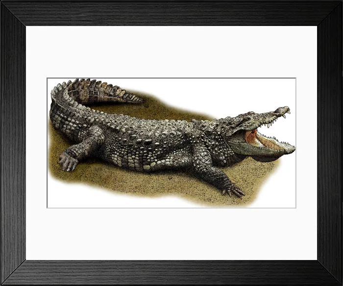 Framed Print : Mugger Crocodile, Illustration