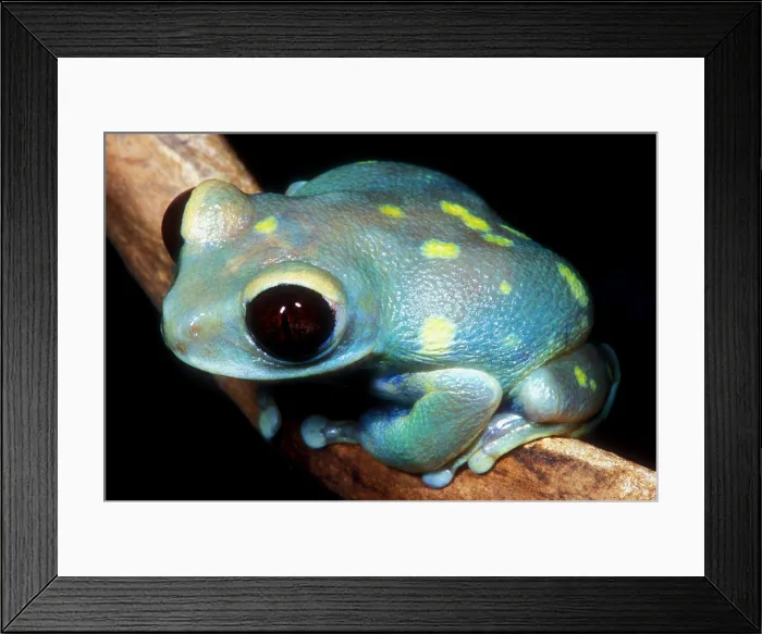 Framed Print : Uluguru Forest Treefrog Framed Print : Uluguru Forest Treefrog