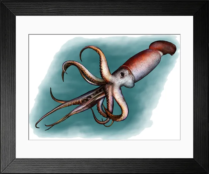 Framed Print : Humboldt squid Framed Print : Humboldt squid