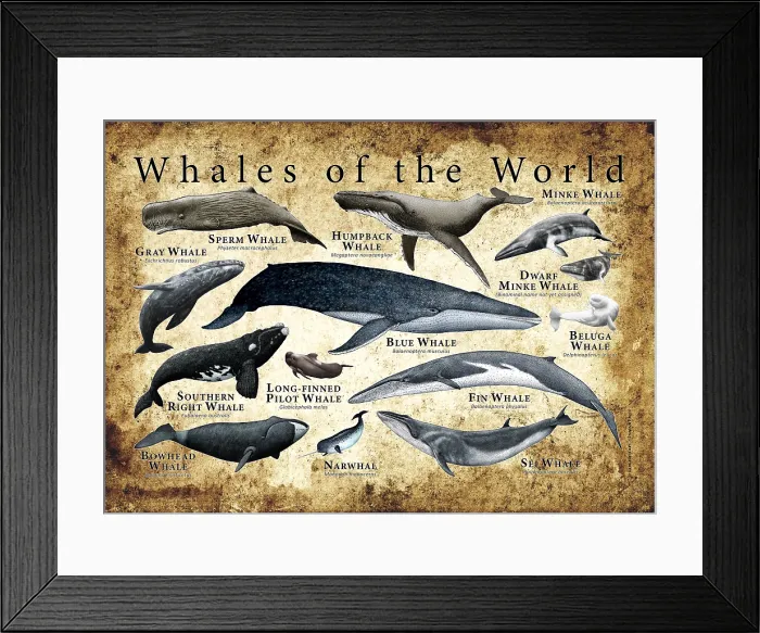 Framed Print : Whales of the World Framed Print : Whales of the World