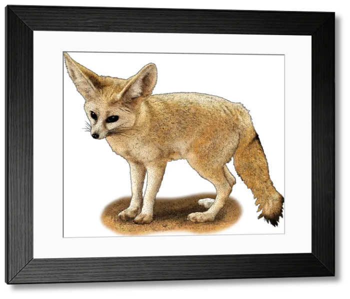Framed Print : Fennec Fox Framed Print : Fennec Fox