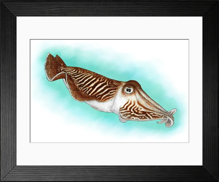 Framed Print : Common Cuttlefish Framed Print : Common Cuttlefish