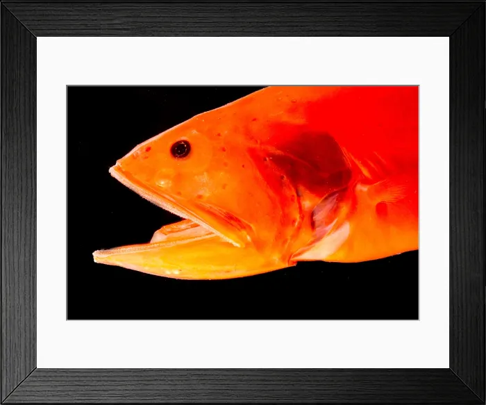 Framed Print : Velvet Whalefish (Barbourisia rufa)