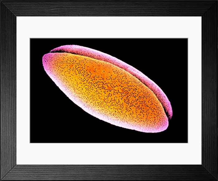 Framed Print : Daffodil Pollen Grains Framed Print : Daffodil Pollen Grains