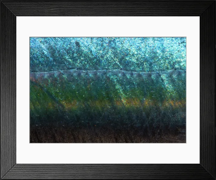 Framed Print : Redtail Scad (Decapterus tabl) Framed Print : Redtail Scad (Decapterus tabl)