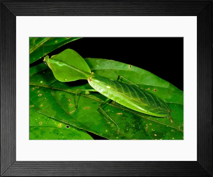 Framed Print : Shield Mantis Framed Print : Shield Mantis