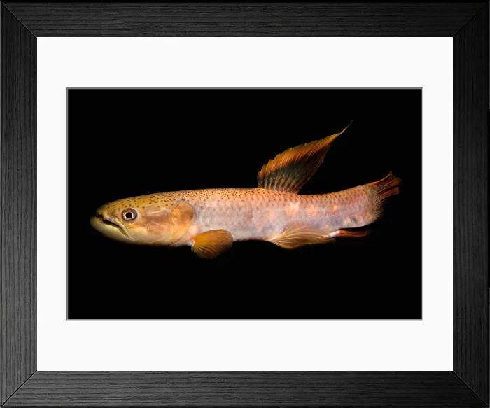 Framed Print : Rainbow Wolf Fish Framed Print : Rainbow Wolf Fish