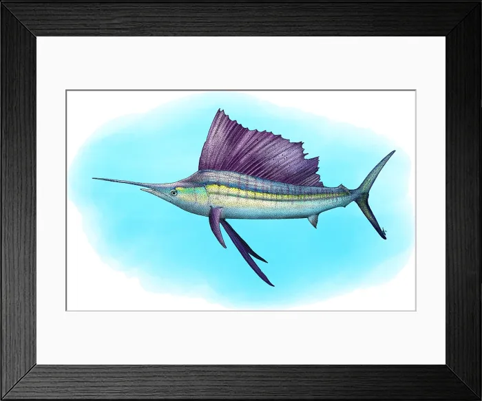 Framed Print : Indo-Pacific Sailfish Framed Print : Indo-Pacific Sailfish