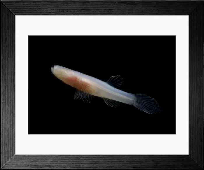 Framed Print : Ozark Cave Fish Framed Print : Ozark Cave Fish