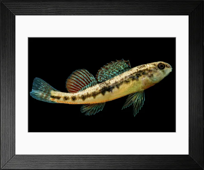 Framed Print : Black Darter (Etheostoma duryi)