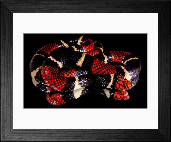 Framed Print : Surinam Coralsnake Framed Print : Surinam Coralsnake