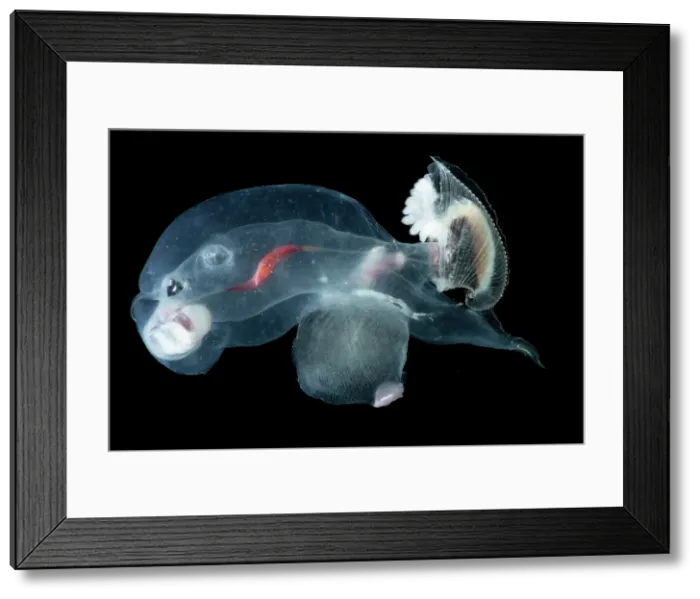 Framed Print : Heteropod Carinaria lamarcki Framed Print : Heteropod Carinaria lamarcki