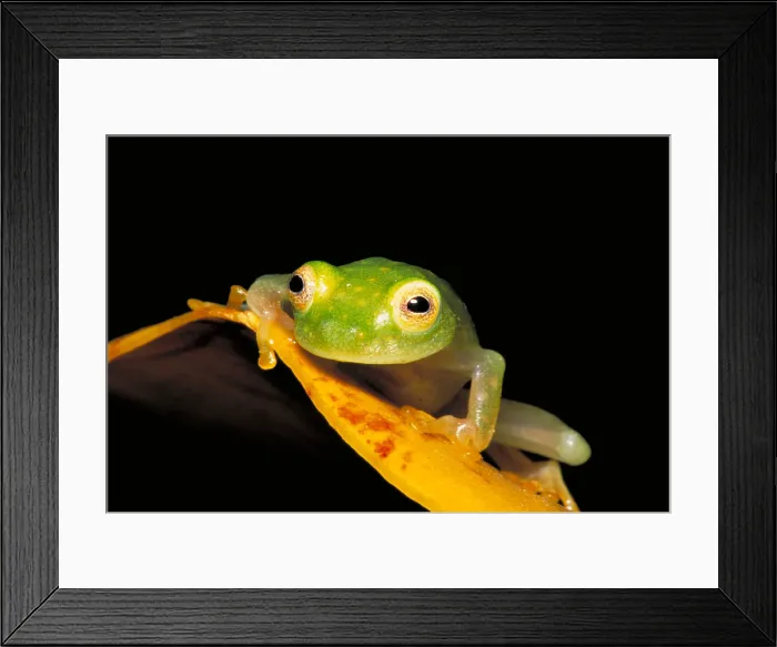 Framed Print : Northern Glass Frog Framed Print : Northern Glass Frog