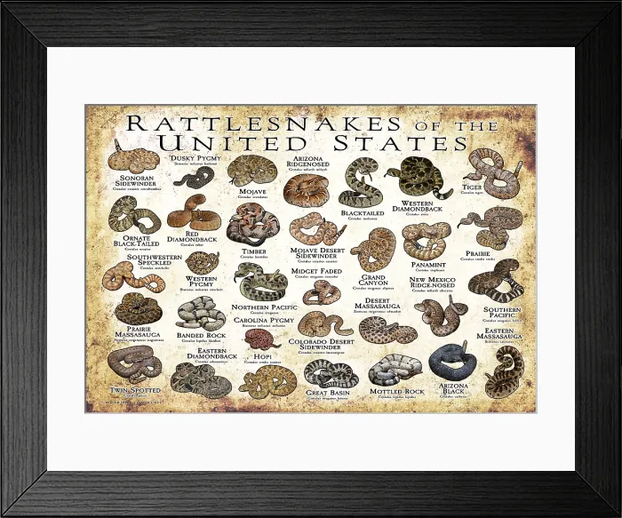 Framed Print : Rattlesnakes of the United States Framed Print : Rattlesnakes of the United States