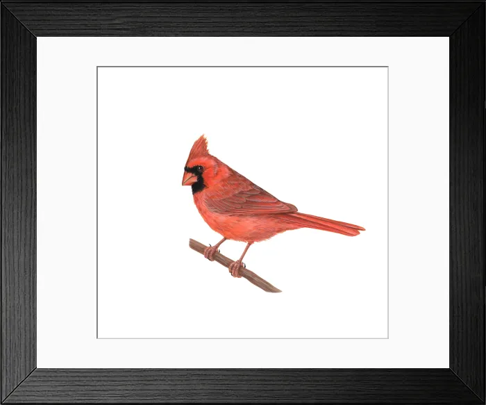 Framed Print : Cardinal. Illustration of a male cardinal (Cardinalis cardinalis) Framed Print : Cardinal. Illustration of a male cardinal (Cardinalis cardinalis)