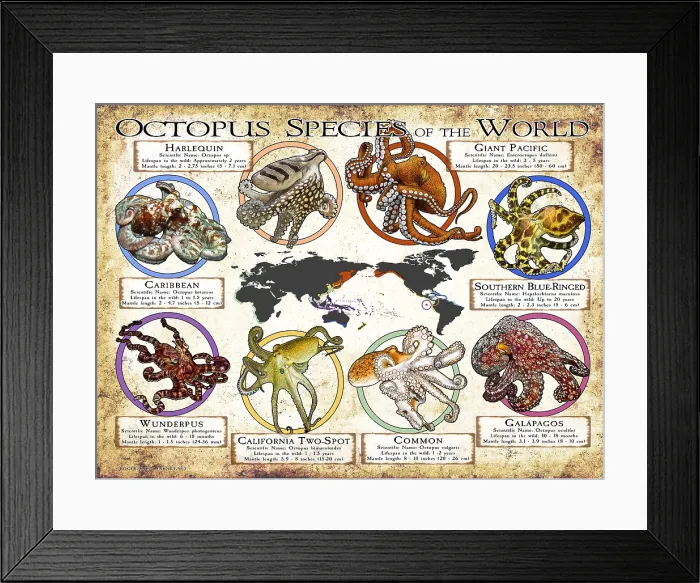 Framed Print : Octopus Species of the World