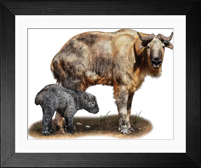 Framed Print : Golden takin Framed Print : Golden takin