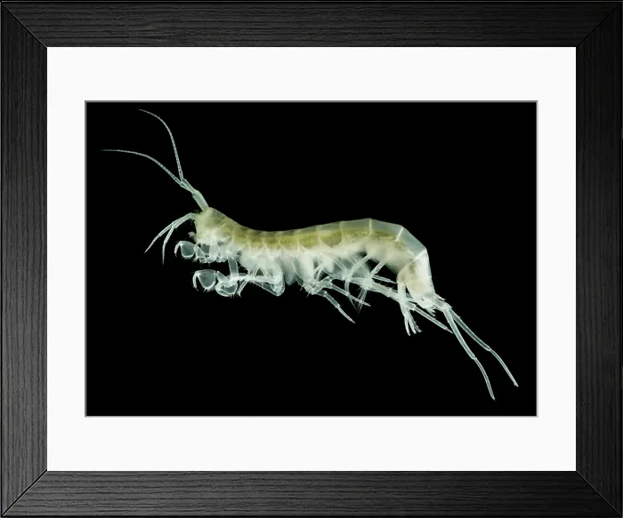 Framed Print : Groundwater-adapted Amphipod (Nephargus aggtelekiensis) Framed Print : Groundwater-adapted Amphipod (Nephargus aggtelekiensis)